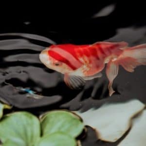 Fishing for Relevance with Match Types